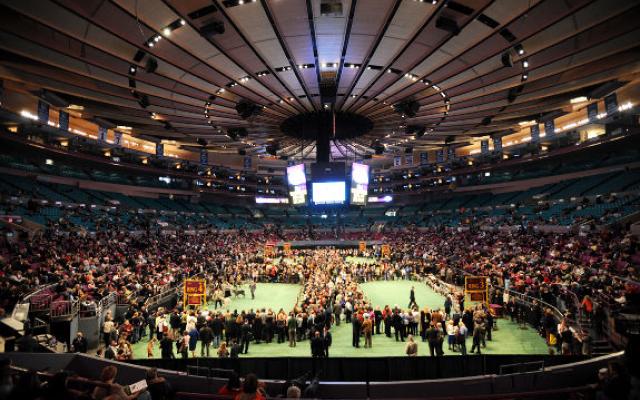 Westminster Kennel Club Dog Show 2018 2018 in Madison Square Garden